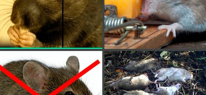 Эффективное уничтожение крыс и мышей